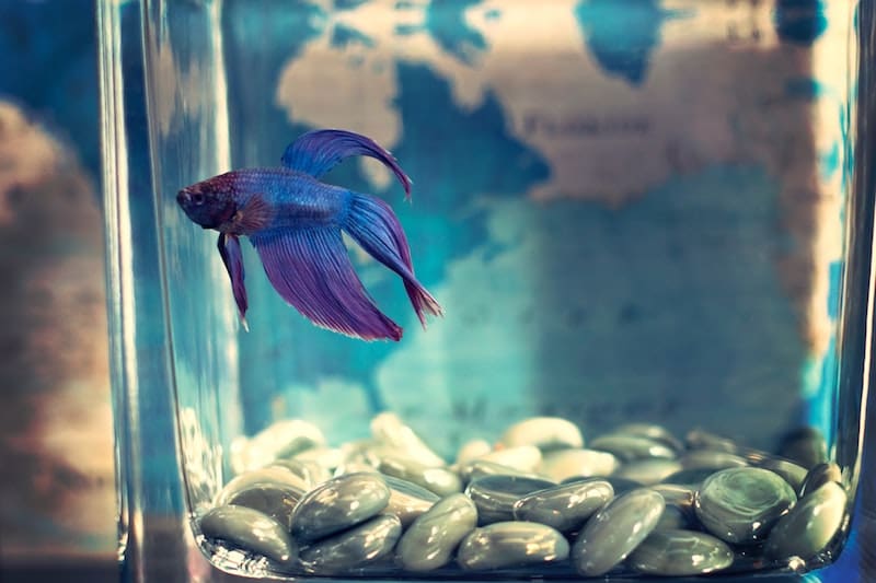 Tap Water vs. Fish Tank: Is It Safe?