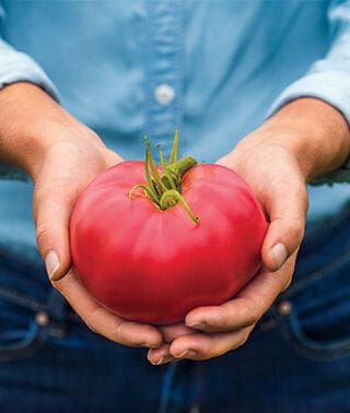 Tomato from garden