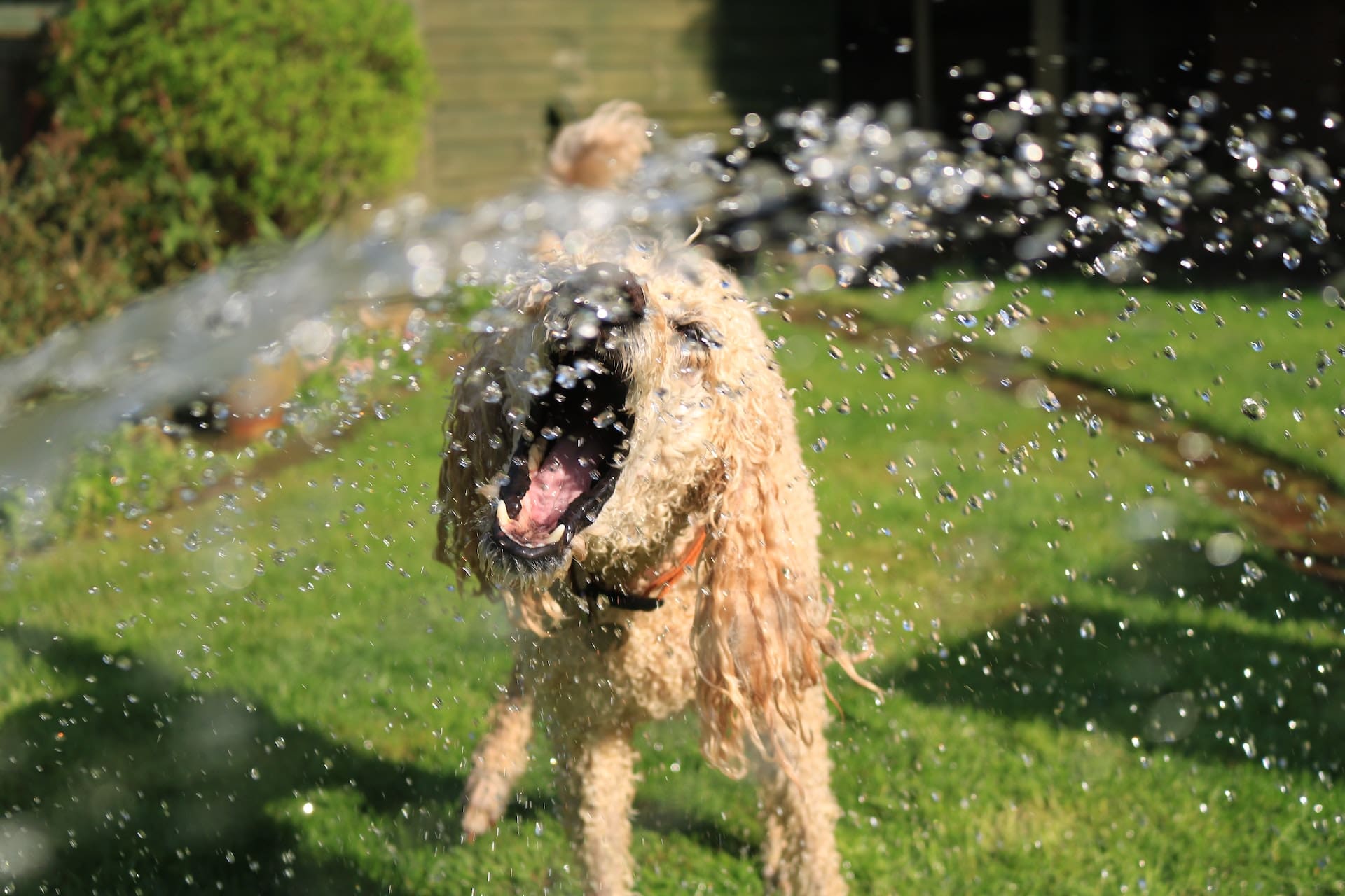 A close-up of a backyard garden hose, with water trickling out. The ground beneath is oversaturated, forming a small puddle, with a few dead insects floating on the surface.