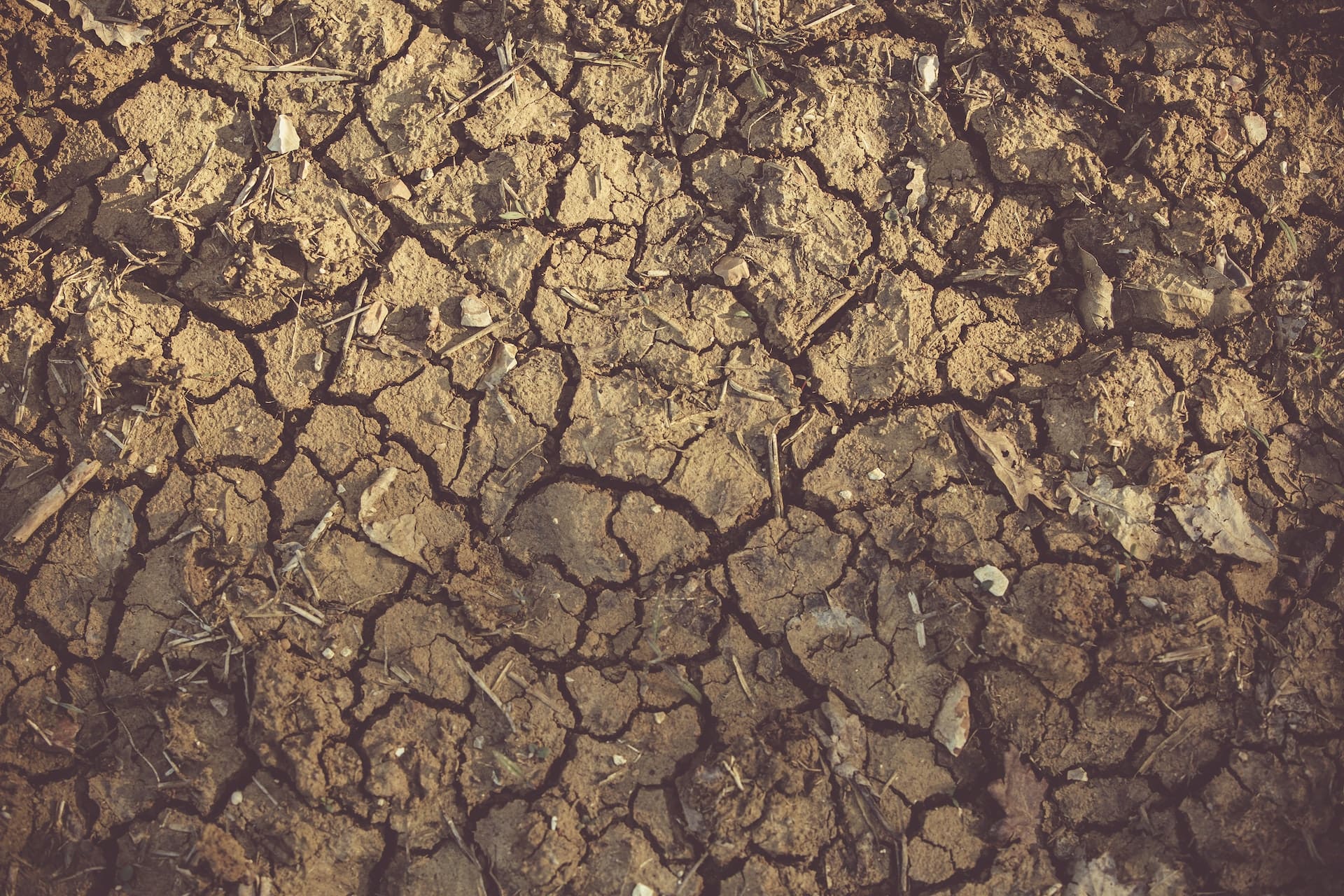 A close-up of a garden hose nozzle dripping water onto parched, cracked soil, emphasizing the contrast between the moist and dry ground.