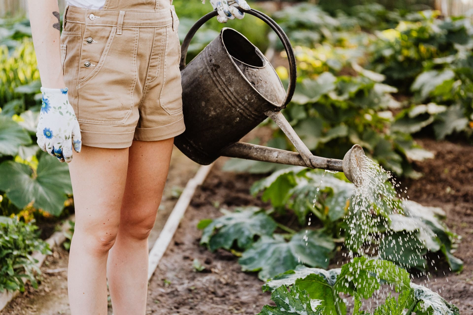 An indoor sunroom filled with potted plants, all vibrant and healthy. A person waters the plants using a watering can, the water glistening as it nourishes the greenery.