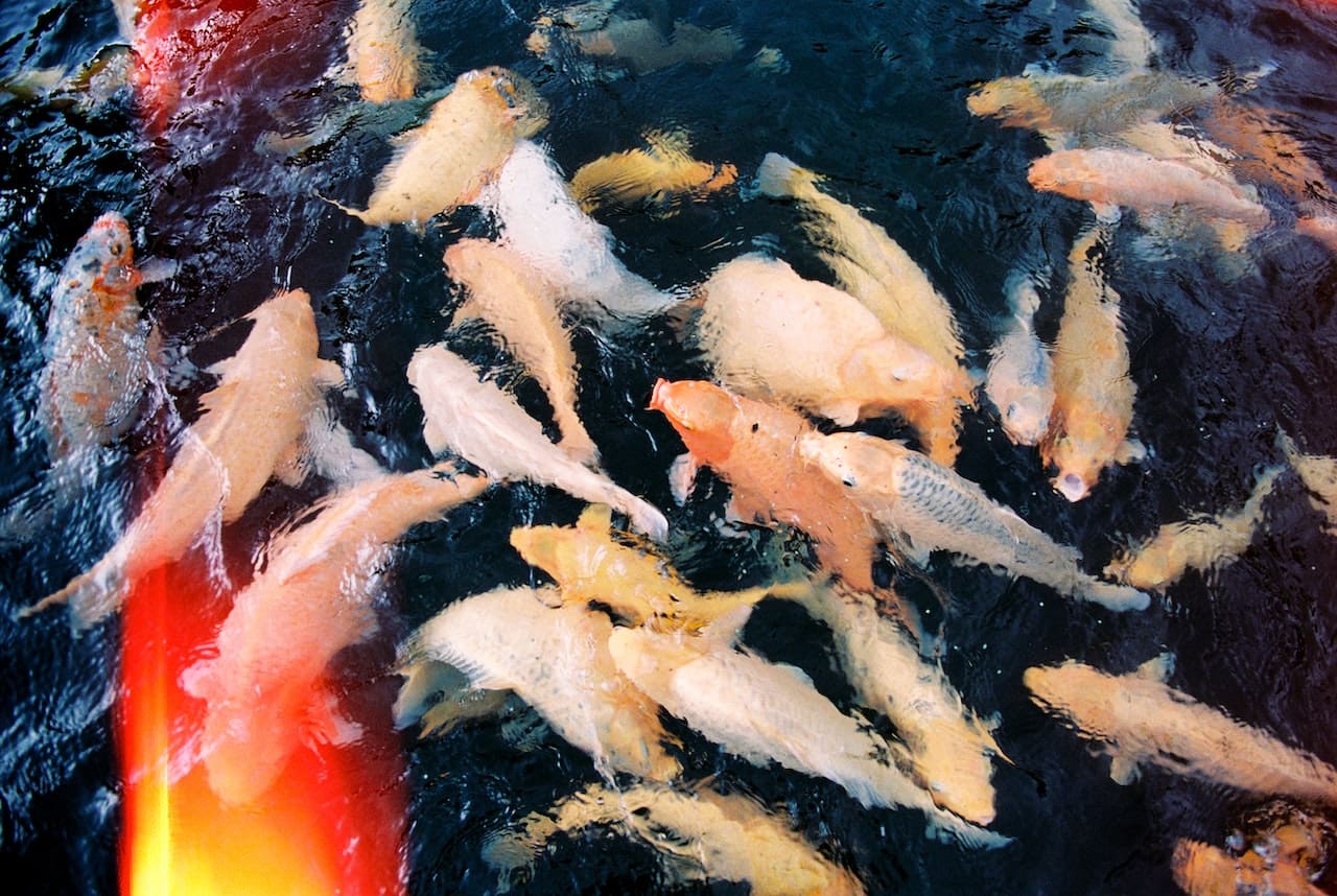 A close-up of a fish tank with water that appears slightly murky. The fish inside seem less active, and a digital thermometer shows a fluctuating temperature.