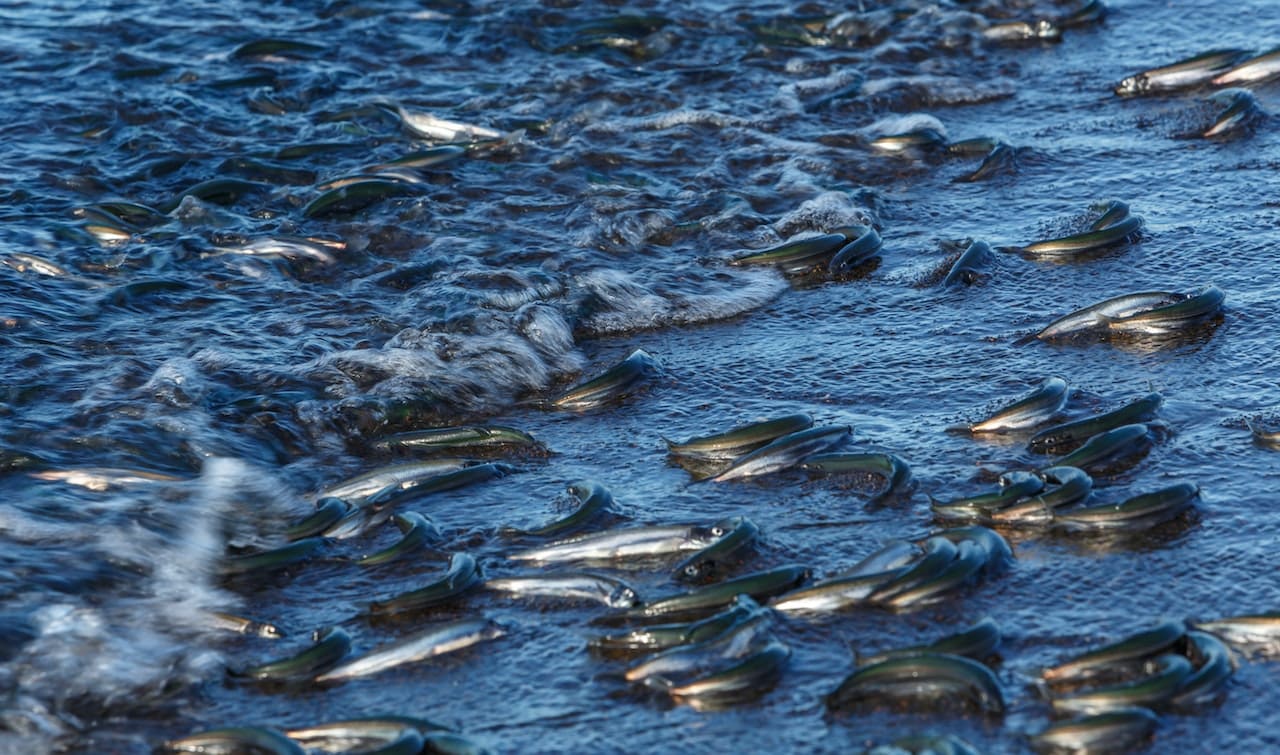 A close-up of a pond. Floating on the water's surface are a few dead fish, symbolizing potential water contamination issues.